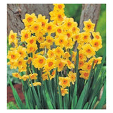 Hectarul - Ladita 320 bulbi de narcisa TAZETTA NARCISSUS Golden Dawn